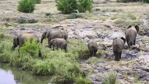 Afrikanische Elefantenherde (Loxodonta africana), die auf Felsen in der Nähe des Flusses läuft.