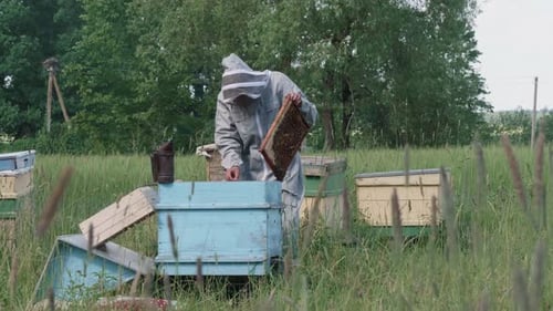 Beekeeper Tending Beehives in a Rural Field