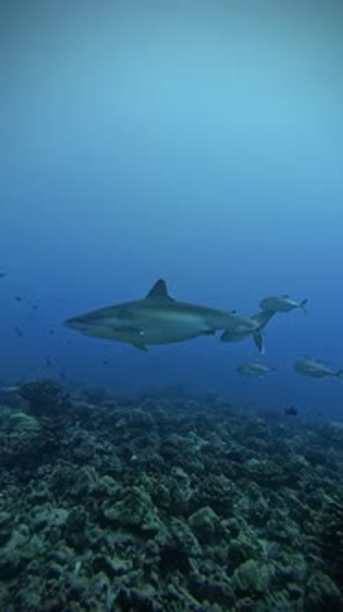 Shark Swimming Over Coral Reef in Tropical Ocean