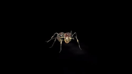 Zombie Ant