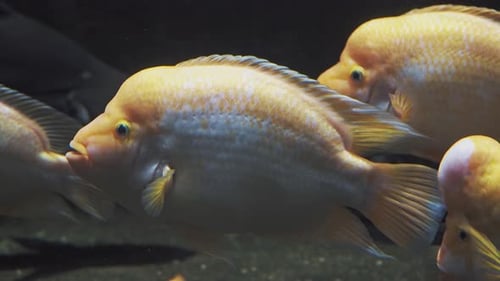 Cíclido Midas, pez tropical en acuario exótico. Vista del pez Amphilophus
citrinellus.