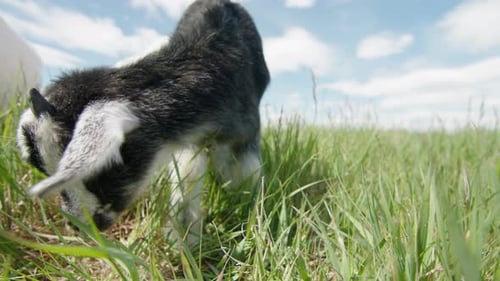 Baby Goat Grazing on Lush Green Grass in a Vibrant Field Showcasing the Beauty of Rural Life