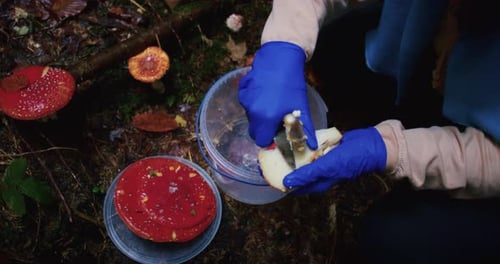 Person Foraging Mushrooms in Forest Blue Gloves Handling Wild Fungi Vibrant Red Toadstool in