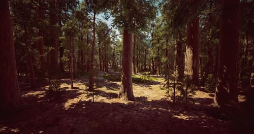 Sunlight Filters Through Tall Trees in an Extensive Forest Landscape