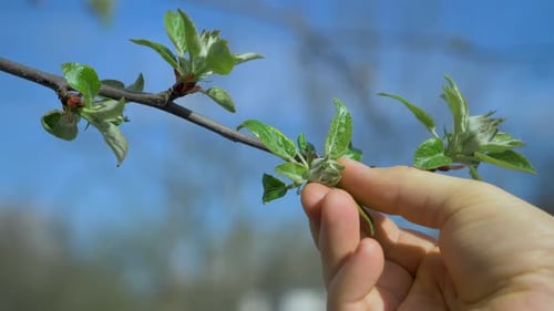 Hand Touches New Leaves on Tree Branch