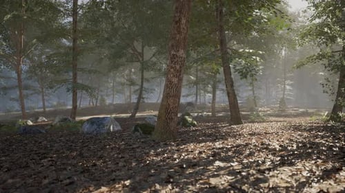 Tranquil Forest Landscape with Sunlight Filtering Through Trees at Dawn