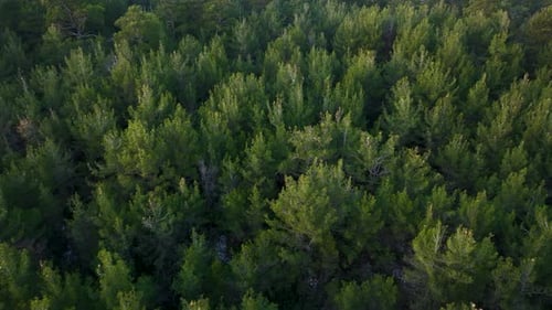Lush Green Trees Growing in Forest Aerial View