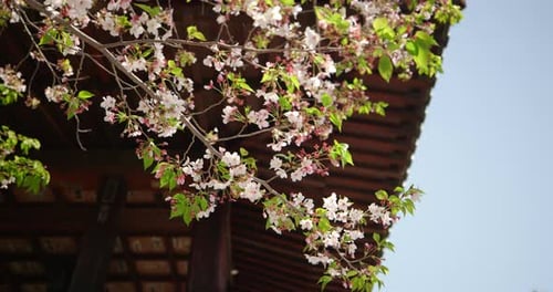 Cherry Blossoms by Traditional Temple Roof in Tokyo, Japan