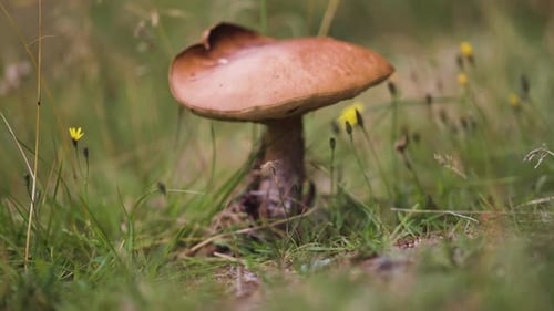 The mushroom stands alone in a meadow of tall grass and wildflowers, creating a peaceful natural sce