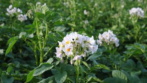 Potato Field Growing Potatoes on an Industrial Scale