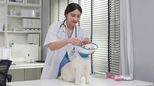 Asian veterinarian examine kitten wearing collar at veterinary clinic.