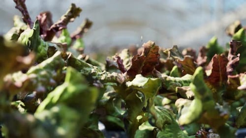 Rows of Lettuce Growing Inside Sunny Greenhouse