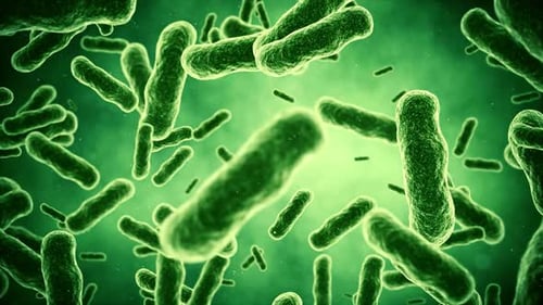 Microbiome, gut bacteria
