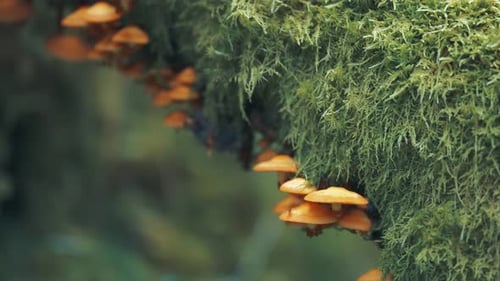Amber Mushrooms Growing From Mossy Tree