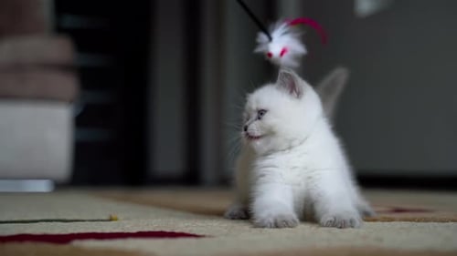 Adorable White Kitten Playing with a Toy Indoors