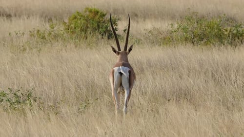 Grants Gazelle Herd Grazing and Tail Wagging in Samburu Kenya Savanna.