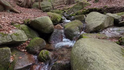a Mountain Stream of Crystal Clear Cool Spring Fresh Water Flows Among Stones and Rocks in a Pine