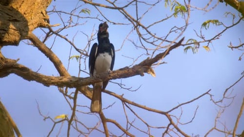 Calao trompettiste sur arbre, Afrique