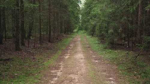 Pine Forest Road im Hintergrund Langsames Gehen