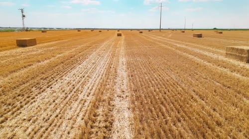 Harvested Wheat Field 4k