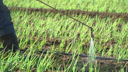 Vue détaillée : les bottes d'un fermier marchant en fumigant (pulvérisant des pesticides sur les cultures à l'aide d'un