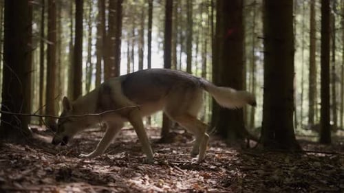 A wolfhound sniffs in the forest