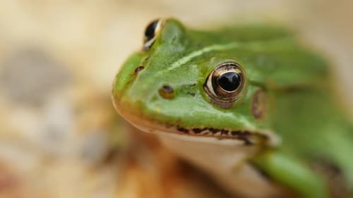 The Frog Sits on the Stone Near the Pond Closeup Portrait of Green Amphibian Slow Zoom Out