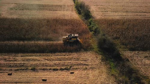 Combine Harvester Cuts Corn in Autumn Field