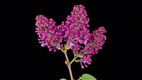 Purple Flowers Blooming on Black Background, Close Up