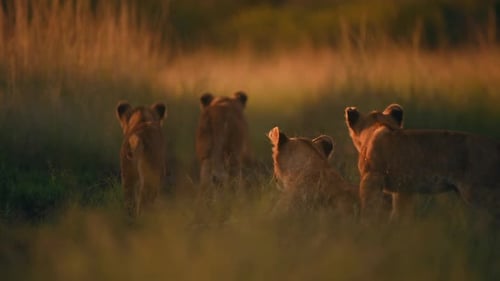 Lion Cubs Resting in Grassy Savannah at Sunset