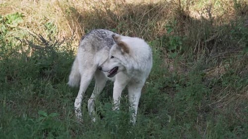 Magnificent Wolf Standing Alert in Natural Habitat