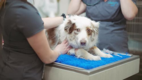 Veterinarians Examining Dog in Animal Hospital