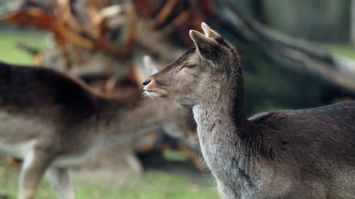 Young red deer (Cervus elaphus) not moving while other deers pass behind it