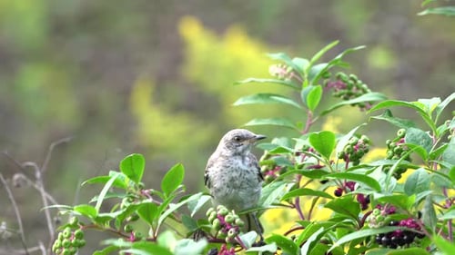 A northern gray mockingbird eating berries in a berry bush.