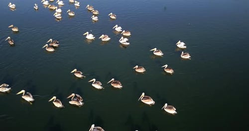Aerial footage over White Pelicans swimming in fishpond