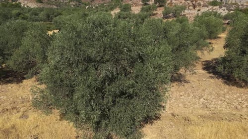 Olive Trees 202