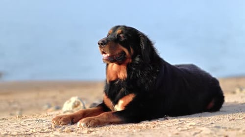 Entzückender großer schwarzbrauner Hund, der sich am Strand, Meer, Natur, Landschaft, Freiheit entspannt