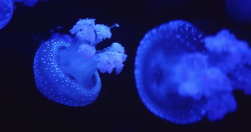 Blue jellyfish illuminated in deep ocean in soft glowing light near the surface