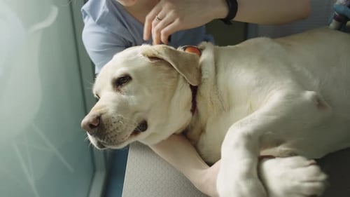 Gentle Vet Examines Labrador Dog in Clinic