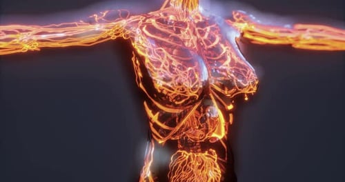 Representation of Human Blood Vessels Veins and Arteries