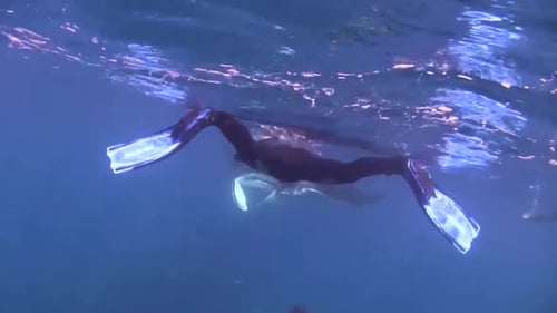 Mergulhadores encontram um grande Mantaray nas águas do Caribe