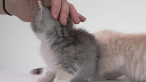 Fondo blanco -Adorables gatitos bebés sobre fondo blanco -acariciando gatito\_1