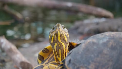 Mittelmeer-Schildkröte Ein genauerer Blick