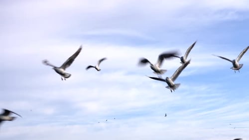 Seagulls Flying Against a Blue Sky