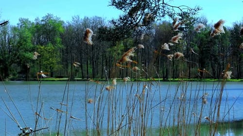 Tall,fluffy seed heads in front of a lake with green surround.