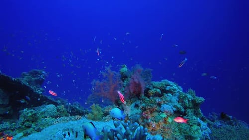 Colourful Fish And Soft Broccoli Coral