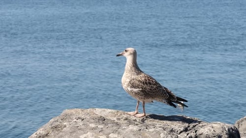 Close-Up of a Seagull Standing on a Rock by the Sea