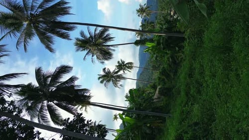 Vertical Video Aerial Shot Camera Flies to Palm Trees Beautiful Tropical View of the Jungle and