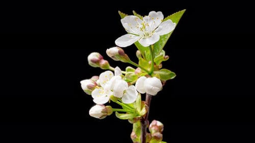 Laps de temps fleurs de cerisier en fleurs