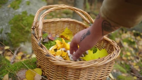 hand picking up mushrooms from a basket in the woods